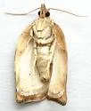 Pandemis Leafroller Moth - Hodges#3596 - photo 5