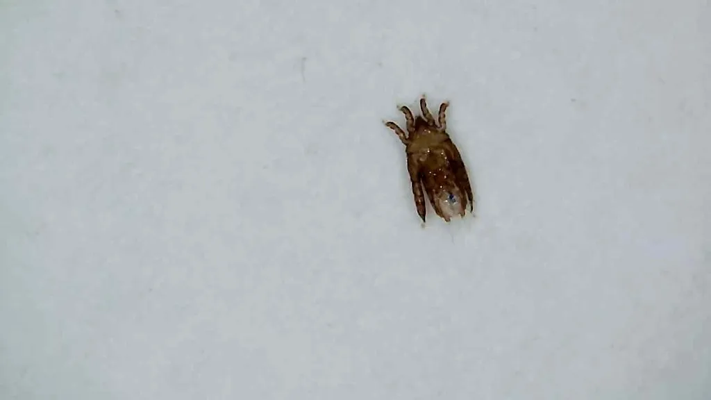 Osprey Wing Mite - photo 2