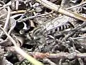 Pandivirilia conspicua