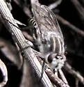 Pandivirilia conspicua - photo 2