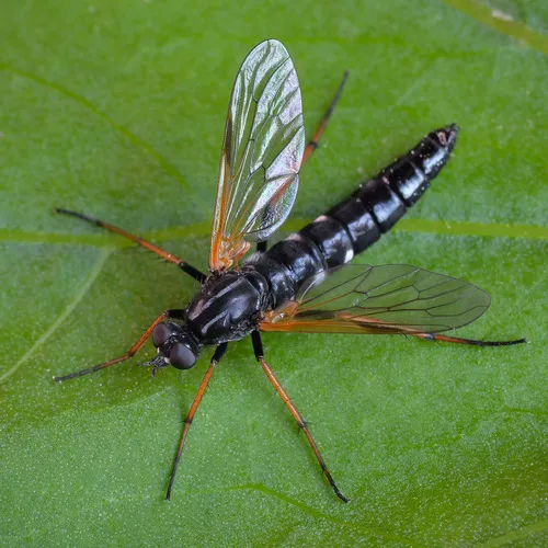 Pandivirilia eximia
