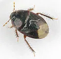 Pangaeus congruus - Pangaeus congruus