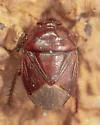 Pangaeus congruus - photo 4