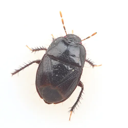 Pangaeus punctilineus