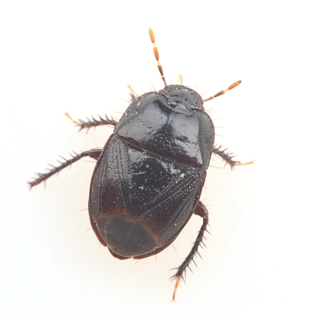 Pangaeus punctilineus - photo 2