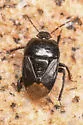 Pangaeus tuberculipes