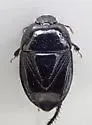 Pangaeus tuberculipes - photo 3