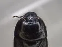 Pangaeus tuberculipes - photo 4