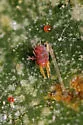 Citrus Red Mite