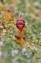 Citrus Red Mite - photo 2