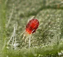 European Red Mite