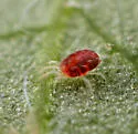 European Red Mite - photo 2