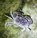 Knot-fingered mud crab