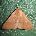 Orange Panopoda - Hodges#8589 - Panopoda repanda