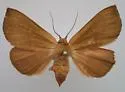Orange Panopoda - Hodges#8589 - photo 2