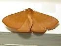 Orange Panopoda - Hodges#8589 - photo 3
