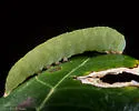 Orange Panopoda - Hodges#8589 - photo 4