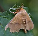 Orange Panopoda - Hodges#8589 - photo 5