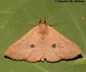 Panopoda rigida - Hodges#8590