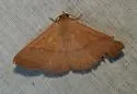 Panopoda rigida - Hodges#8590 - photo 2