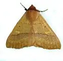Panopoda rigida - Hodges#8590 - photo 3