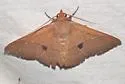 Panopoda rigida - Hodges#8590 - photo 4