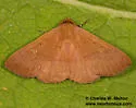Panopoda rigida - Hodges#8590 - photo 5
