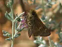 Wandering skipper - Hodges#4118