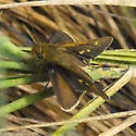 Wandering skipper - Hodges#4118 - photo 2