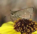 Wandering skipper - Hodges#4118 - photo 3