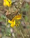 Wandering skipper - Hodges#4118 - photo 4