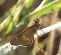 Wandering skipper - Hodges#4118 - photo 5