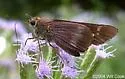 Evans's Skipper - Hodges#4122