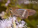 Evans's Skipper - Hodges#4122 - photo 2