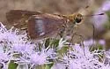 Evans's Skipper - Hodges#4122 - photo 3