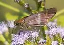 Evans's Skipper - Hodges#4122 - photo 4