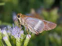 Evans's Skipper - Hodges#4122 - photo 5