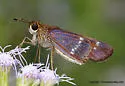 Purple-washed Skipper - Hodges#4121