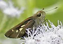 Purple-washed Skipper - Hodges#4121 - photo 2