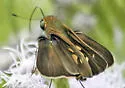 Purple-washed Skipper - Hodges#4121 - photo 3