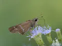 Purple-washed Skipper - Hodges#4121 - photo 4