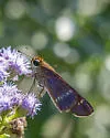 Purple-washed Skipper - Hodges#4121 - photo 5
