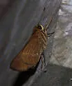 Ocola Skipper - Hodges#4119