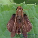 Ocola Skipper - Hodges#4119 - photo 2