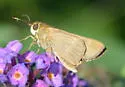 Ocola Skipper - Hodges#4119 - photo 3