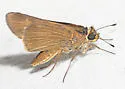Ocola Skipper - Hodges#4119 - photo 4