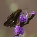 Ocola Skipper - Hodges#4119 - photo 5