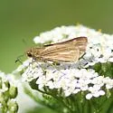 Salt Marsh Skipper - Hodges#4116