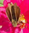 Salt Marsh Skipper - Hodges#4116 - photo 2