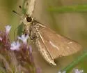Salt Marsh Skipper - Hodges#4116 - photo 3